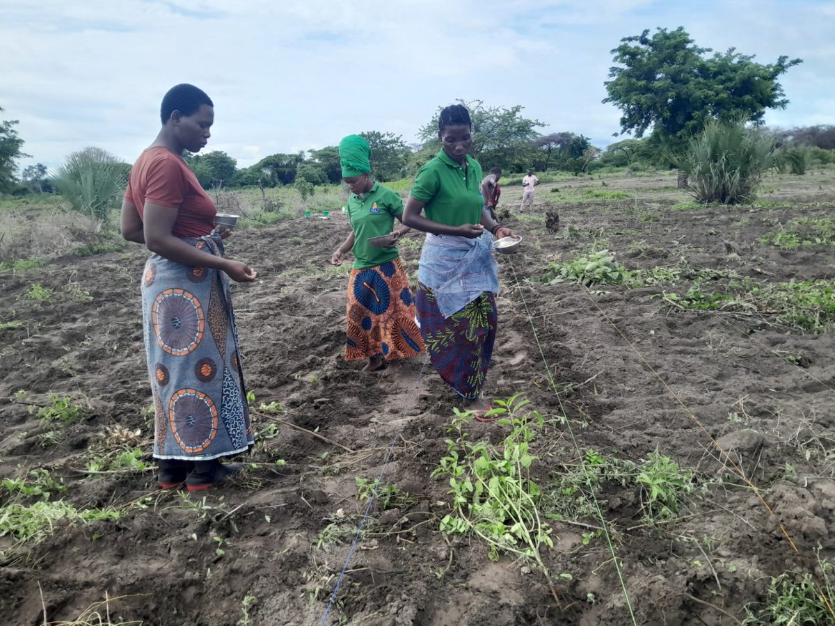 #CIMMYT’s initiative is setting a footprint for #WomenInAgriculture in #Tanzania. With training provided and access to quality #SorghumSeeds, these women improved their yields and became thriving #Entrepreneurs. 💜 🌱

Read more:
bit.ly/40QUFPU