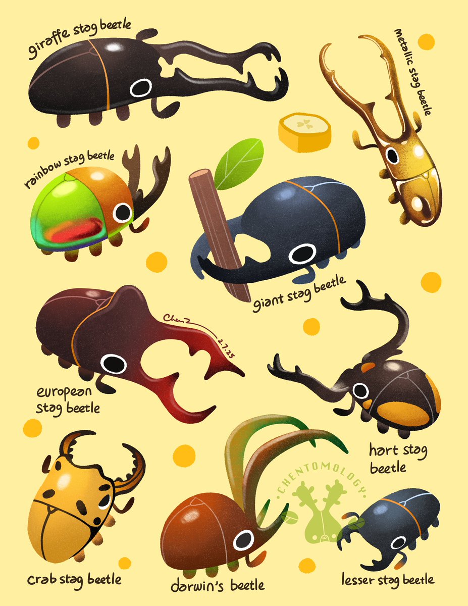 Stag beetles! They are just like stags, equipped with supposedly intimidating weapons on their heads but end up extremely cute and adorable! Well a stag can be deadly if you don’t keep a respectable distance, but stag beetles are totally harmless!