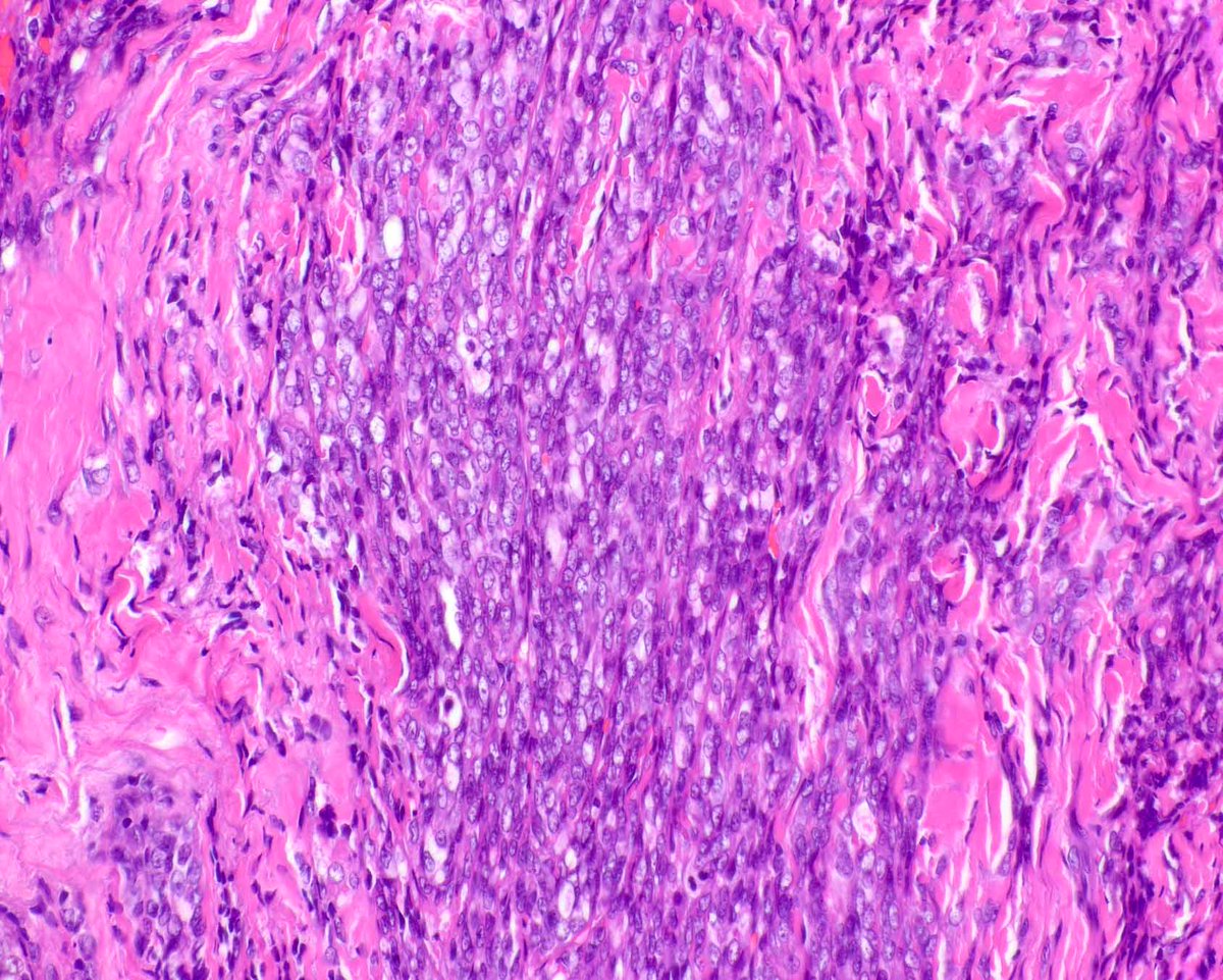 Elizabeth Montgomery, MD tweet media