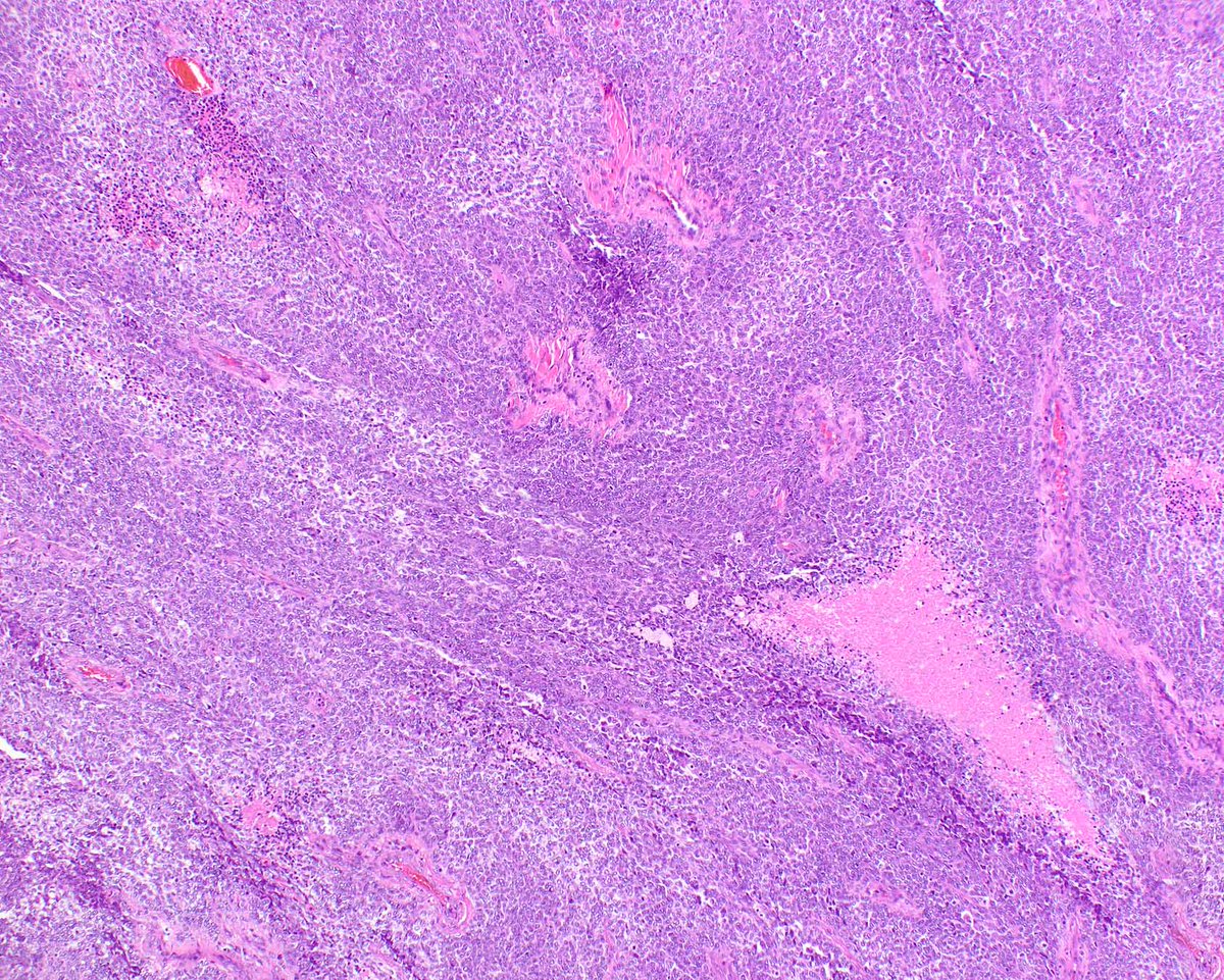 Elizabeth Montgomery, MD tweet media