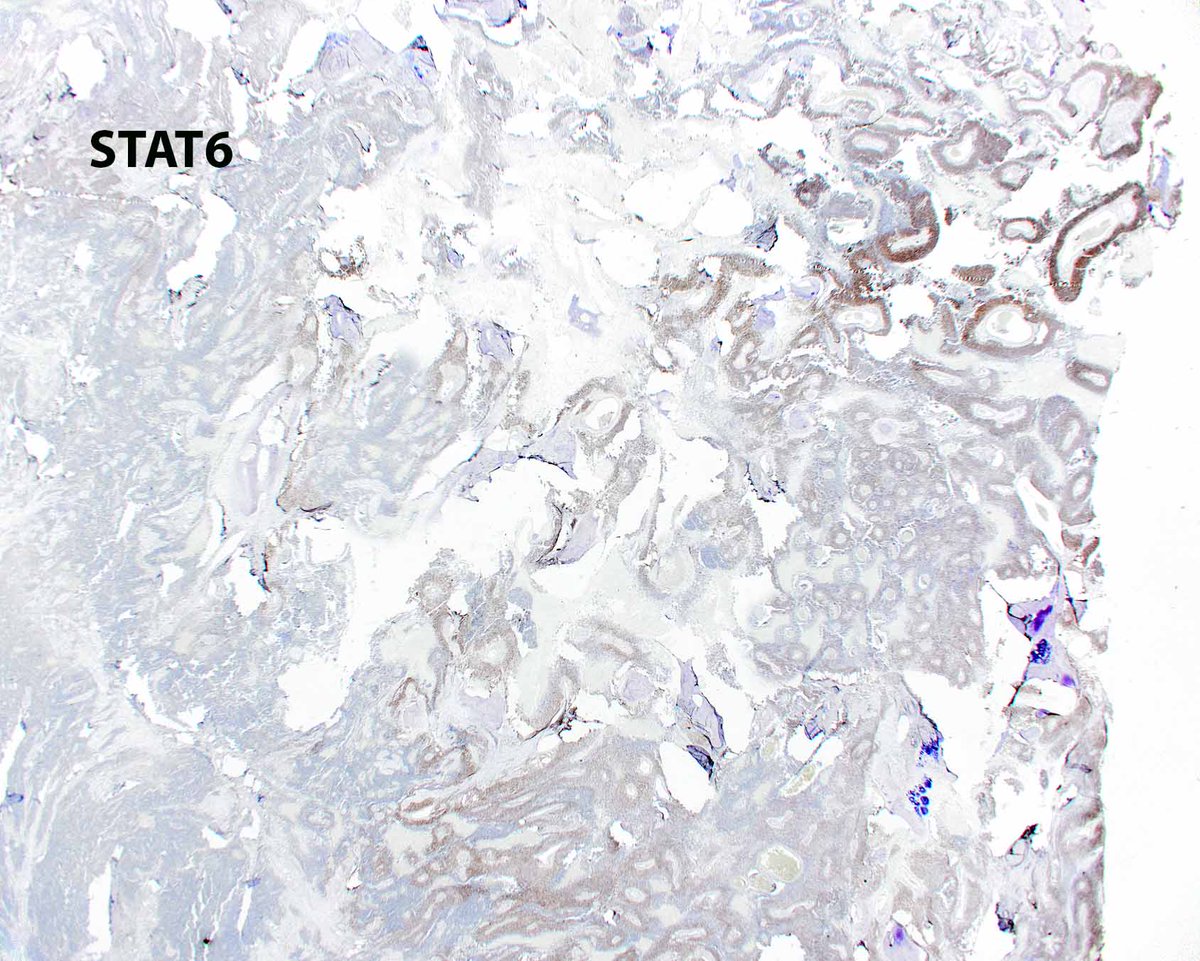 Elizabeth Montgomery, MD tweet media