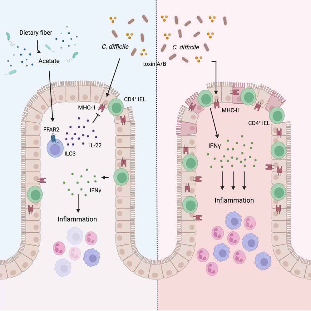 Cell Host & Microbe (@cellhostmicrobe) on Twitter photo Fiber fine tunes MHC to impact CDI
Low-fiber diet worsens C. difficile infection by increasing MHC-II in colonic epithelium, promoting pathogenic CD4+IELs. Acetate from fibers enhances ILC3-derived IL-22, suppressing MHC-II expression
<a href="/TheColonnaLab/">The Colonna Lab</a>
cell.com/cell-host-micr… Fiber fine tunes MHC to impact CDI
Low-fiber diet worsens C. difficile infection by increasing MHC-II in colonic epithelium, promoting pathogenic CD4+IELs. Acetate from fibers enhances ILC3-derived IL-22, suppressing MHC-II expression
<a href="/TheColonnaLab/">The Colonna Lab</a>
cell.com/cell-host-micr…