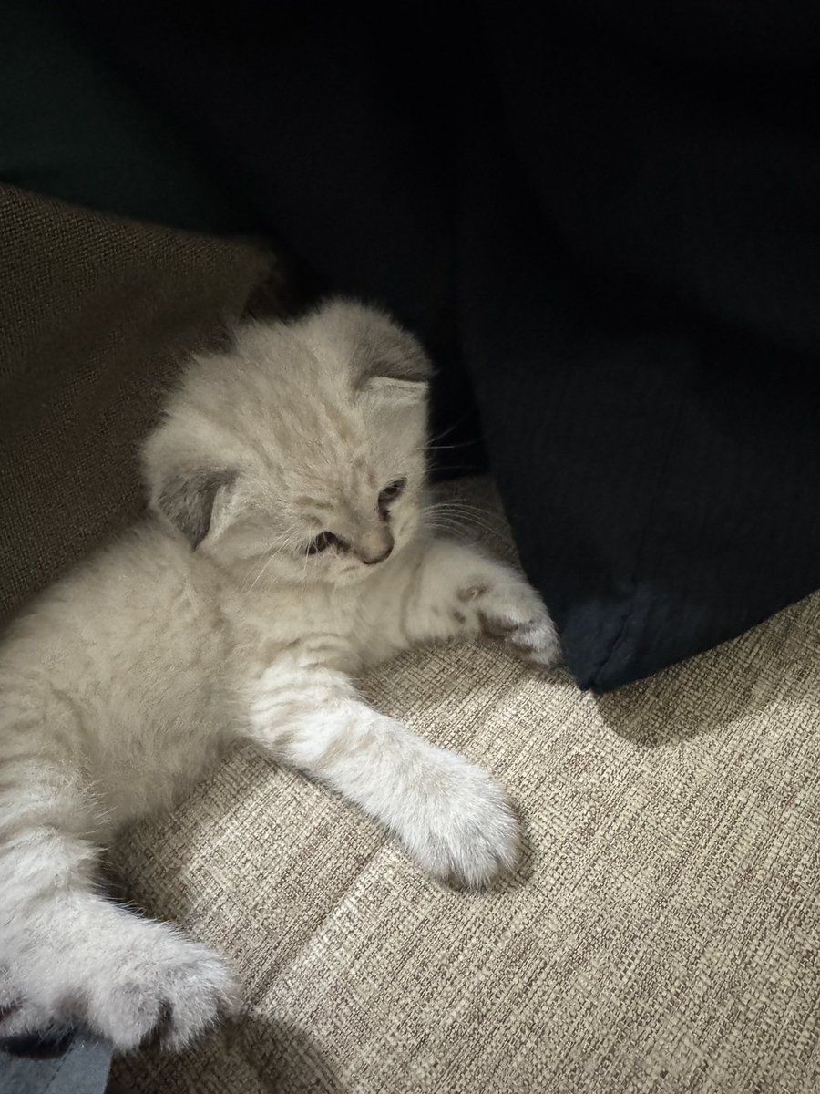 Kedim manitasının baş harfini alnına dövme yaptırmısss