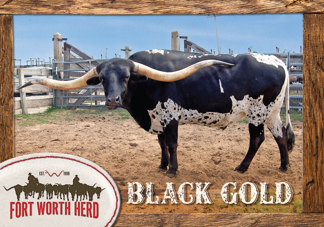🖤⭐ Did you guess it right? 🐂✨ The wait is over—meet BLACK GOLD! ✨🐂
Strong, bold, and full of western spirit, Black Gold is the name of this mighty steer! 
#BlackGold #CattleDrive #WesternHeritage #NameRevealed