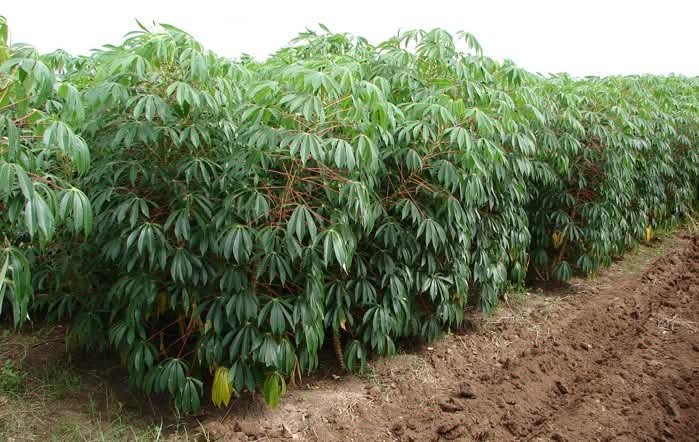 En excelentes condiciones plantaciones del cultivo de yuca en la Provincia Ciego de Avila.
#LatirAvileño 
#SinPerd