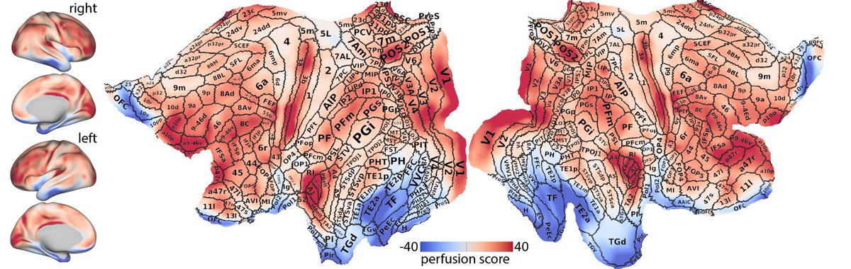 Cerebral blood flow is a central (yet!) overlooked brain feature! Let us consider it for a moment 🩸

Checkout our preprint🩸:
biorxiv.org/content/10.110…