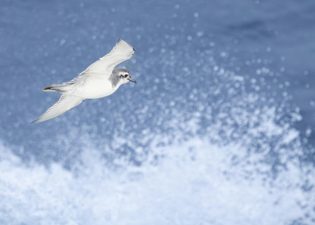 Liam Andrews tweet media