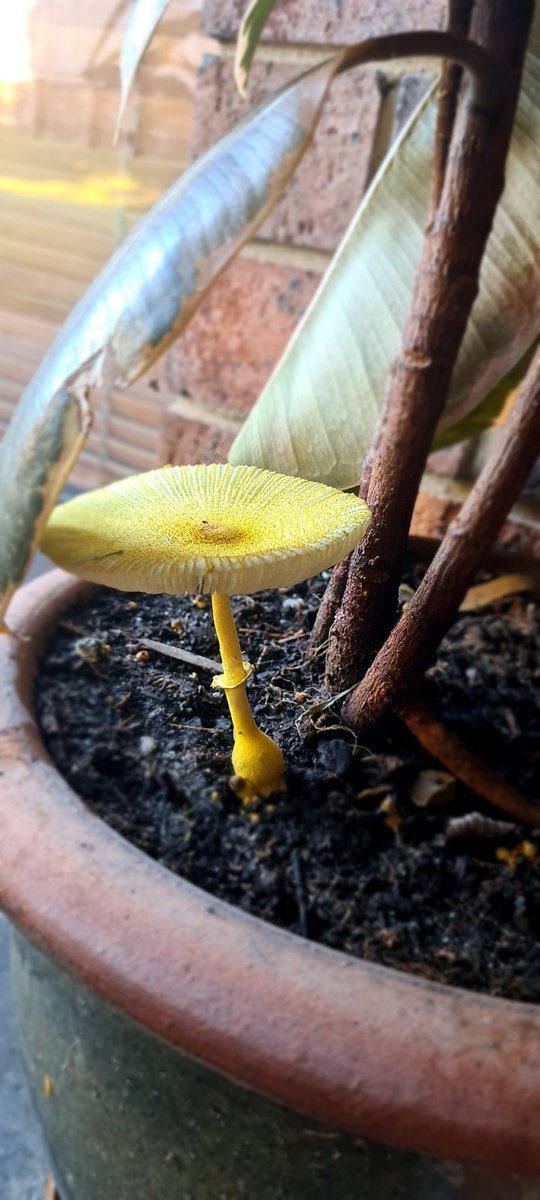 Mushrooms are magic 🍄
#mushrooms