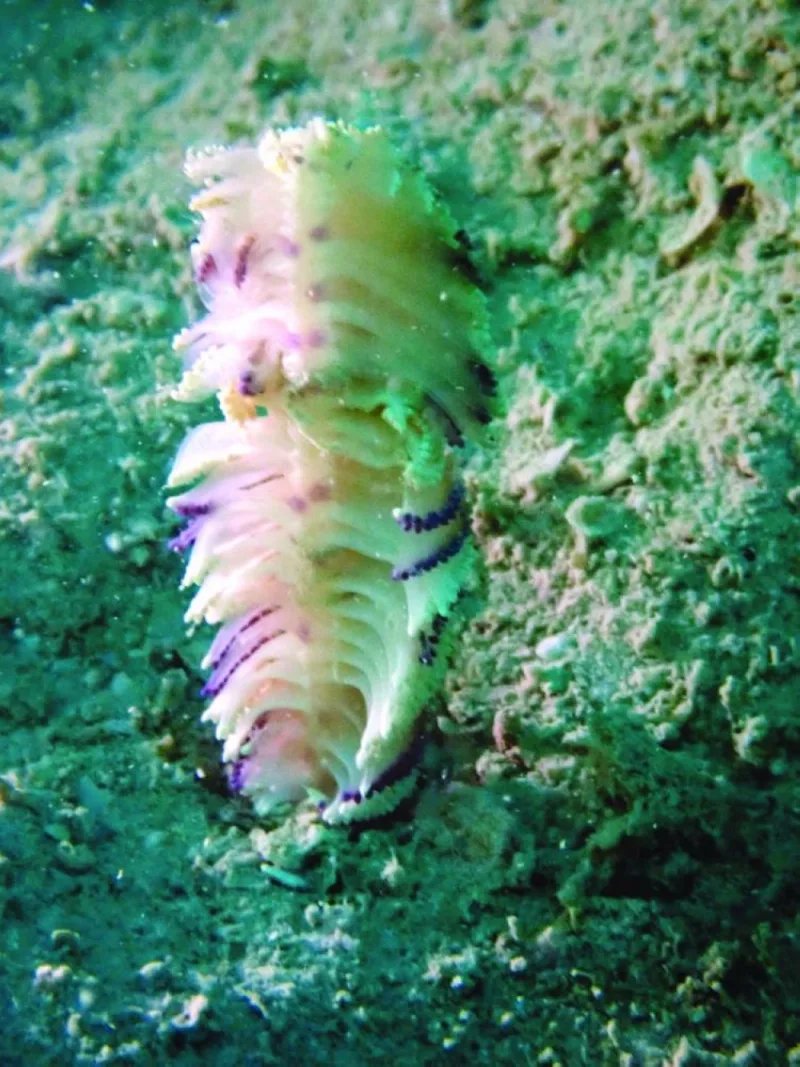 GulfTimes_QATAR's tweet photo. The Ministry of Environment and Climate Change (MoECC) has announced the discovery of a new species of soft coral that belong to the “Sea Pen” family, in Umm Al-Sheif Marine Reserve.
@moecc_qatar #SeaPen #UmmAlSheifMarineReserve
https://t.co/Myz4dnfC6J https://t.co/x9kuq4zqkH