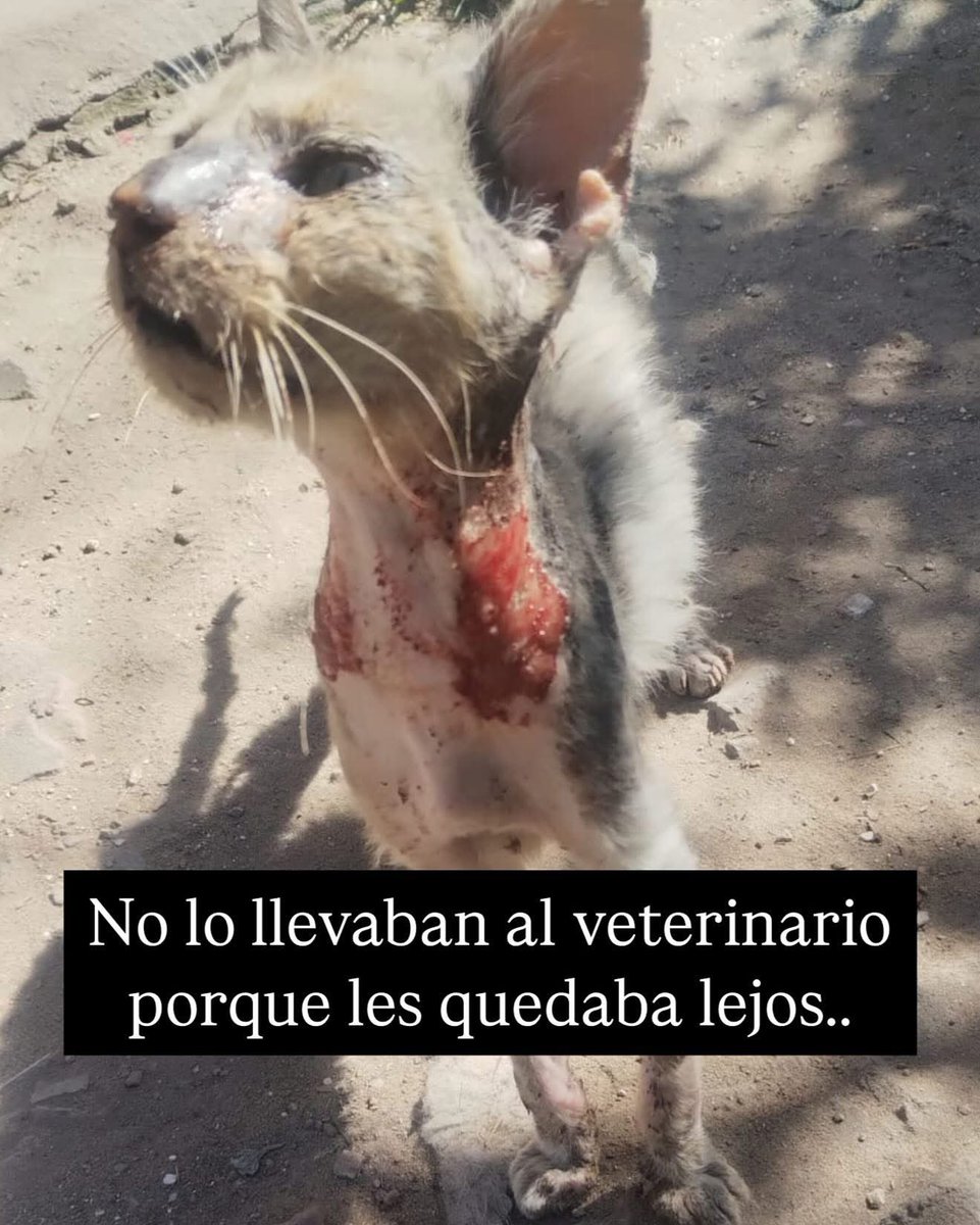 REFUGIODEGATOS's tweet image. CASO URGENTE ‼️ 

ASÍ ESTAMOS… NO LA LLEVABAN AL VETERINARIO porque LES QUEDABA LEJOS… BIENVENIDO PICHINO, QUEDÓ INTERNADO, SE LE HARÁN ANÁLISIS Y CURARÁN HERIDAS. 

Contaban los vecinos que le tiraban agua para “espantarlo”. Zona Guatemala y viamonte rosario. 

Estamos…