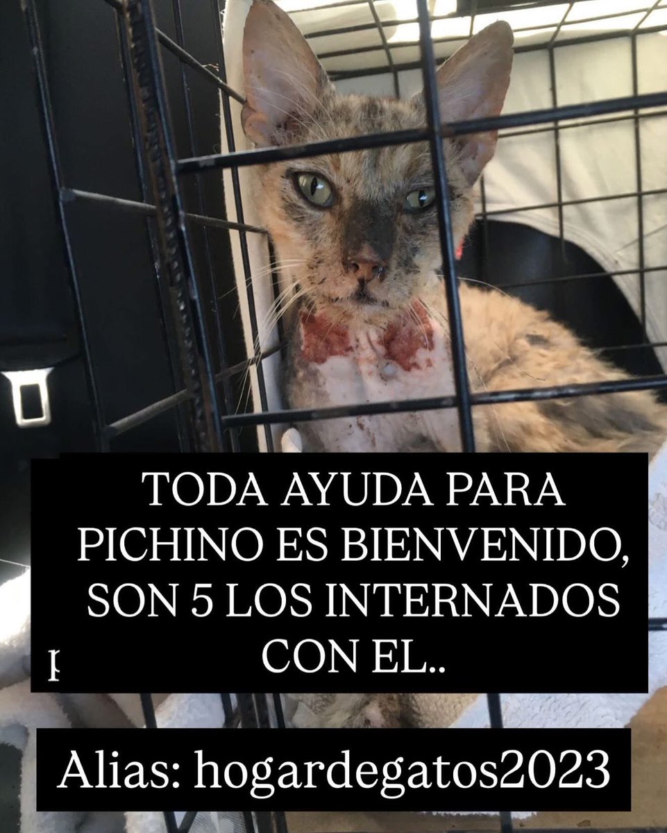 REFUGIODEGATOS's tweet image. CASO URGENTE ‼️ 

ASÍ ESTAMOS… NO LA LLEVABAN AL VETERINARIO porque LES QUEDABA LEJOS… BIENVENIDO PICHINO, QUEDÓ INTERNADO, SE LE HARÁN ANÁLISIS Y CURARÁN HERIDAS. 

Contaban los vecinos que le tiraban agua para “espantarlo”. Zona Guatemala y viamonte rosario. 

Estamos…