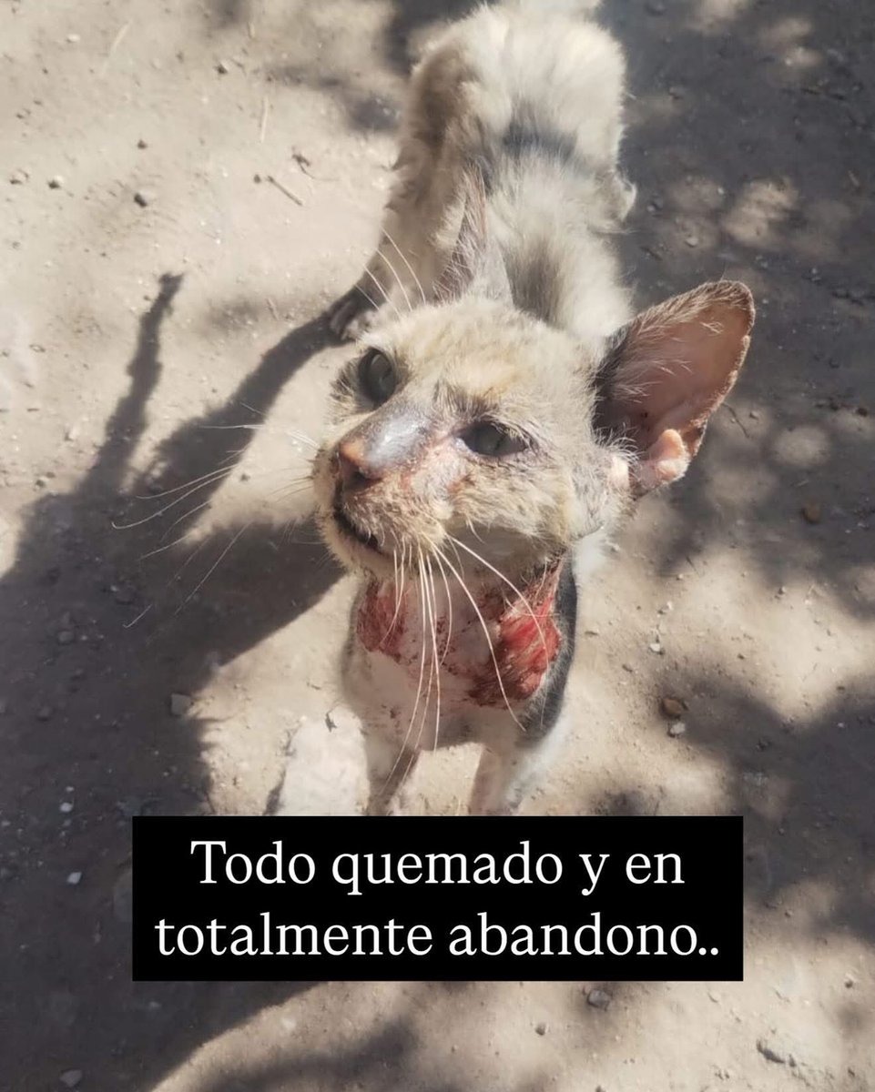 REFUGIODEGATOS's tweet image. CASO URGENTE ‼️ 

ASÍ ESTAMOS… NO LA LLEVABAN AL VETERINARIO porque LES QUEDABA LEJOS… BIENVENIDO PICHINO, QUEDÓ INTERNADO, SE LE HARÁN ANÁLISIS Y CURARÁN HERIDAS. 

Contaban los vecinos que le tiraban agua para “espantarlo”. Zona Guatemala y viamonte rosario. 

Estamos…