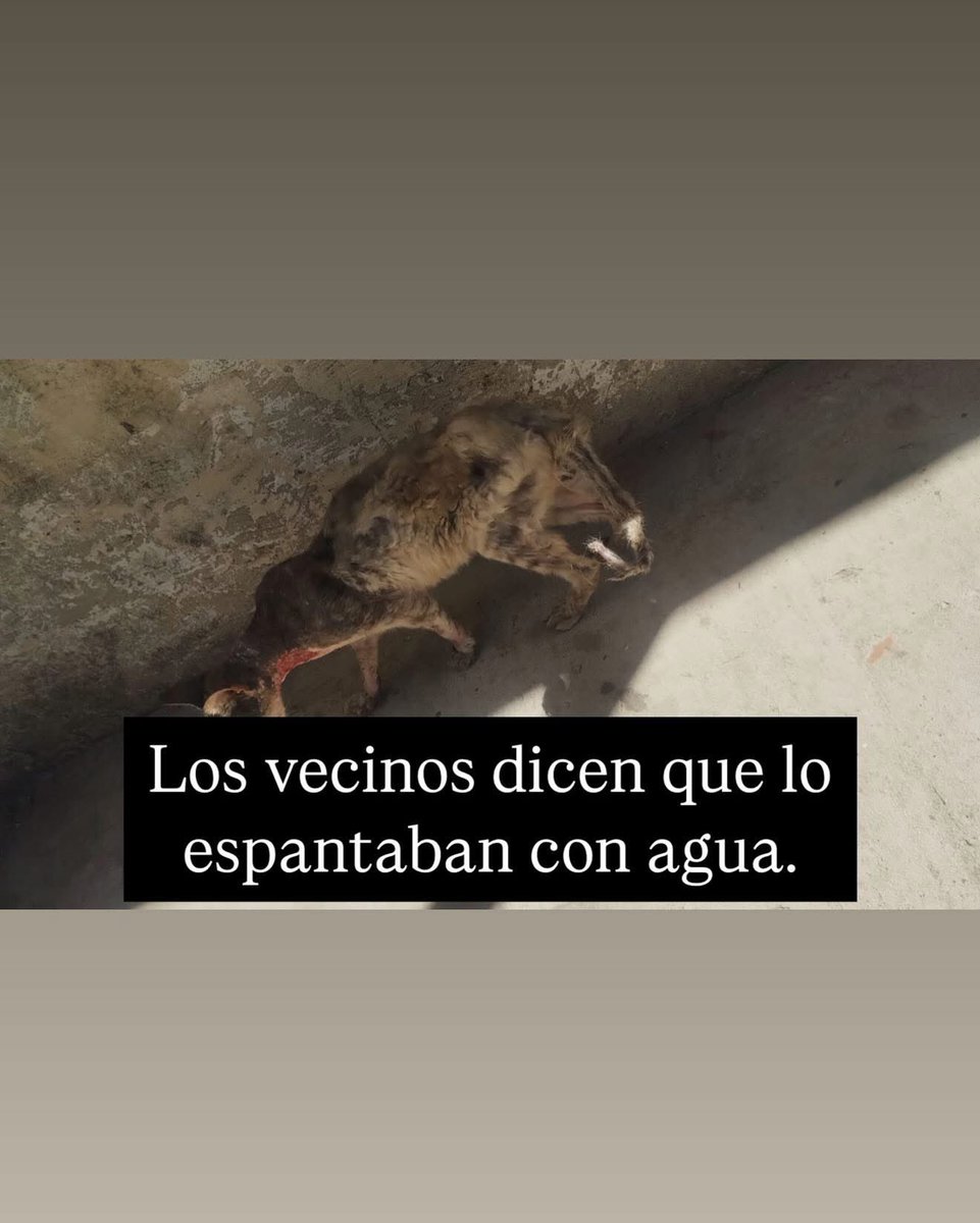 REFUGIODEGATOS's tweet image. CASO URGENTE ‼️ 

ASÍ ESTAMOS… NO LA LLEVABAN AL VETERINARIO porque LES QUEDABA LEJOS… BIENVENIDO PICHINO, QUEDÓ INTERNADO, SE LE HARÁN ANÁLISIS Y CURARÁN HERIDAS. 

Contaban los vecinos que le tiraban agua para “espantarlo”. Zona Guatemala y viamonte rosario. 

Estamos…