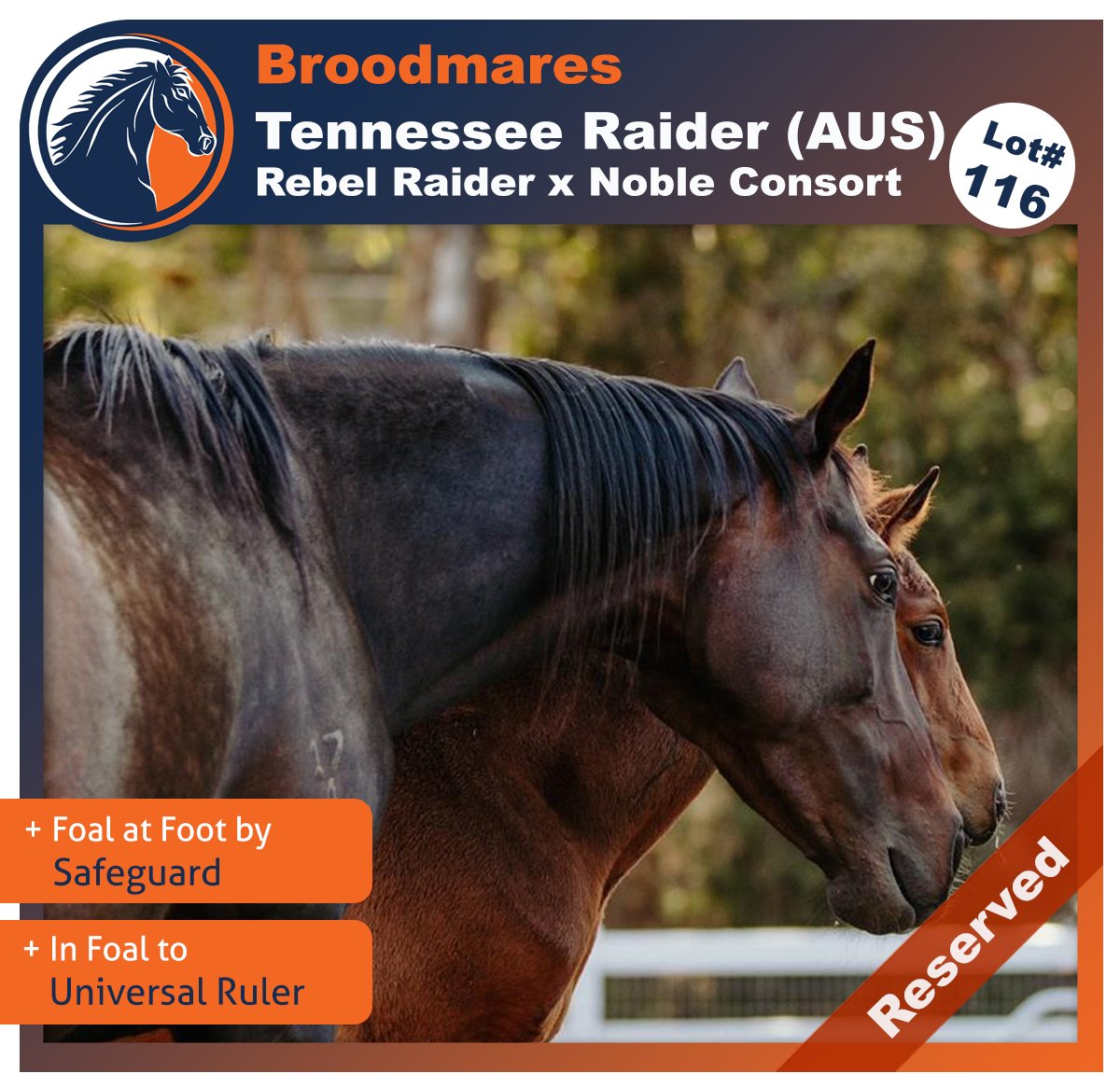 Mare in foal to UNIVERSAL RULER and colt foal at foot by SAFEGUARD!!

Bid and find out more: bloodstockauction.com/catalogue/116

#Bloodstockauction #HorseRacing #Thoroughbreds #Racehorses #HorseShares #Auction