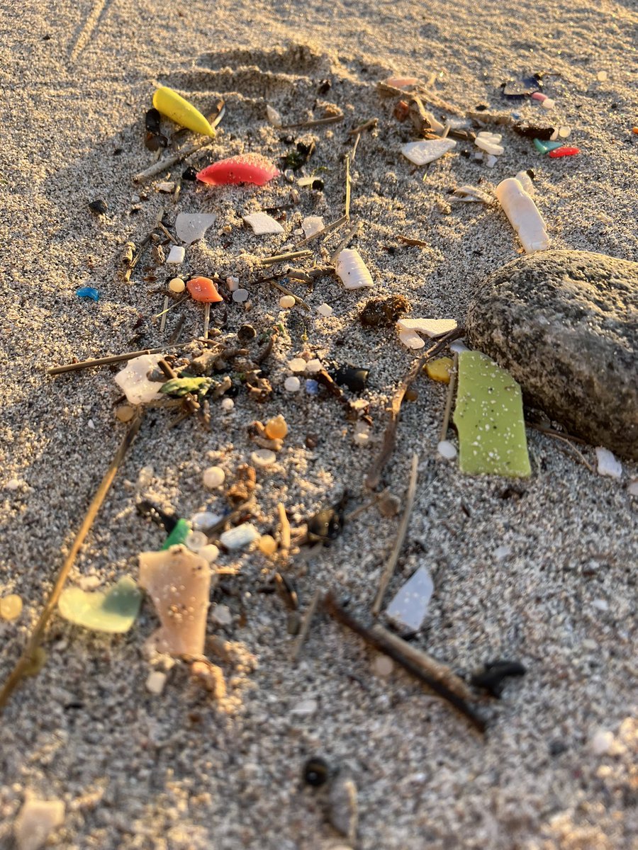 OceanGives~WhaleSongTiree (@suilanspink) on Twitter photo It continues . Quite a #down #depressed day, although #Stunning #Beautiful #Weather #Beach (s) once again laidened with #marinePollution #plastic #microplastics #nurdles . What have we done š 10m sample 1&1/2 sacks full <a href="/ScotIslandsFed/">Scottish Islands Federation</a> <a href="/ScotCoastClean/">Scottish Coastal Clean Up</a> <a href="/SAMSoceannews/">Scottish Association for Marine Science</a> <a href="/NatureScot/">NatureScot</a> It continues . Quite a #down #depressed day, although #Stunning #Beautiful #Weather #Beach (s) once again laidened with #marinePollution #plastic #microplastics #nurdles . What have we done š 10m sample 1&1/2 sacks full <a href="/ScotIslandsFed/">Scottish Islands Federation</a> <a href="/ScotCoastClean/">Scottish Coastal Clean Up</a> <a href="/SAMSoceannews/">Scottish Association for Marine Science</a> <a href="/NatureScot/">NatureScot</a>