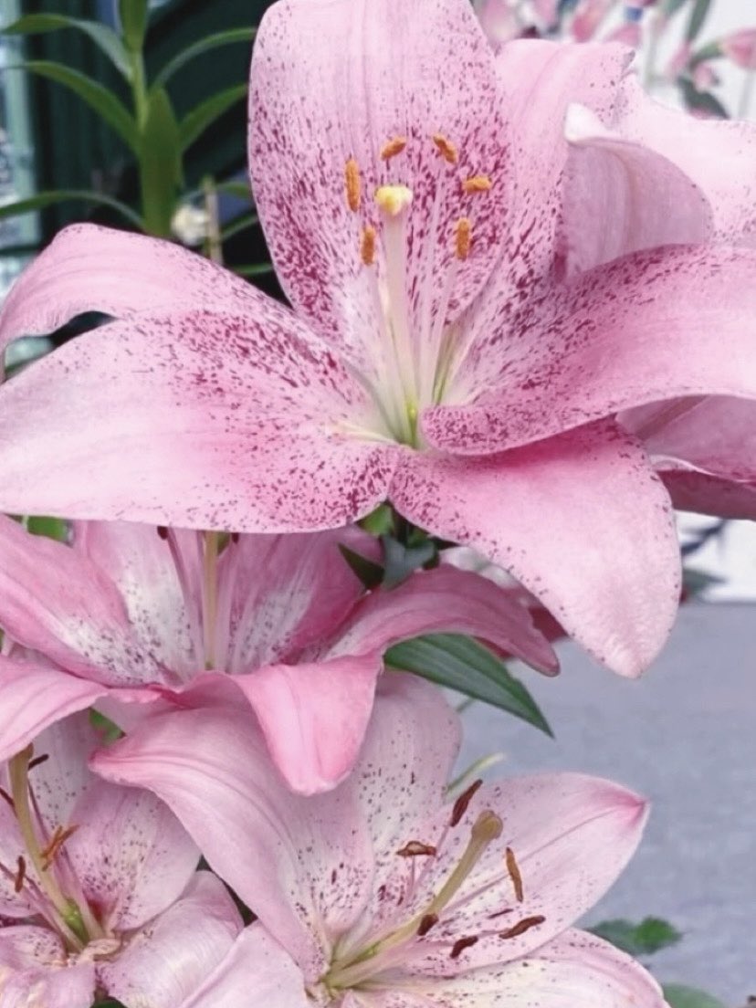 happy birthday #Aerith ໒꒱.*