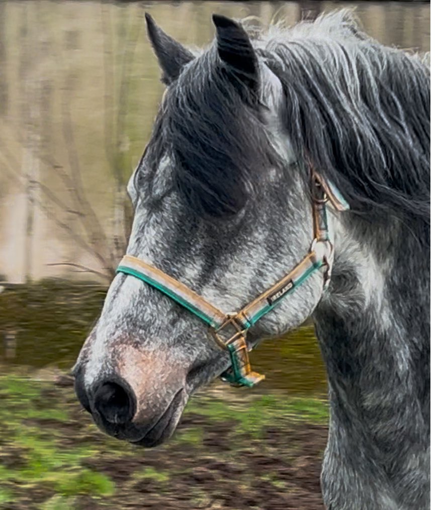 Robe River Mist looking mighty today #hollybushfarm #connemarastallion #classone
