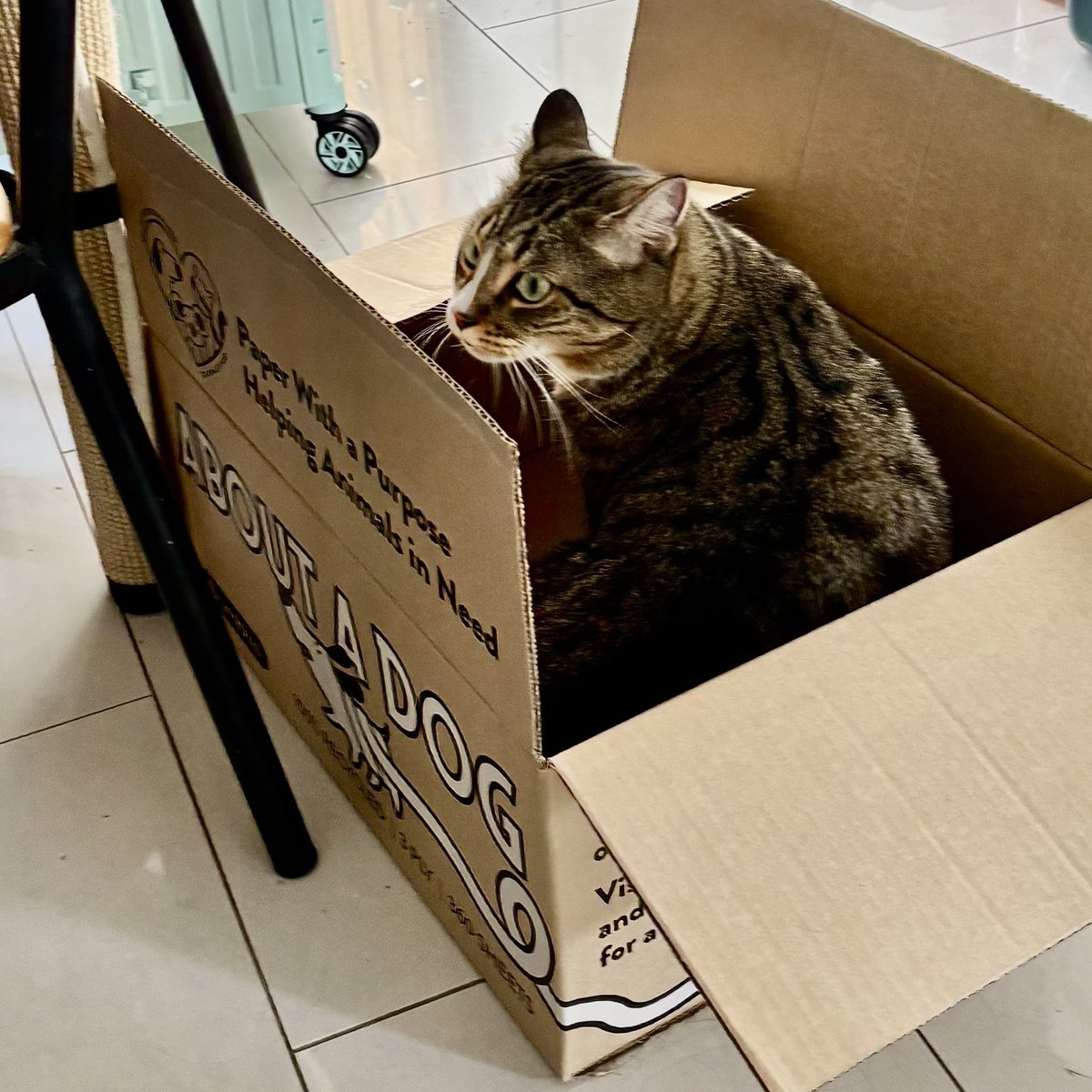 “About a Dog”???
No!!
About a CAT