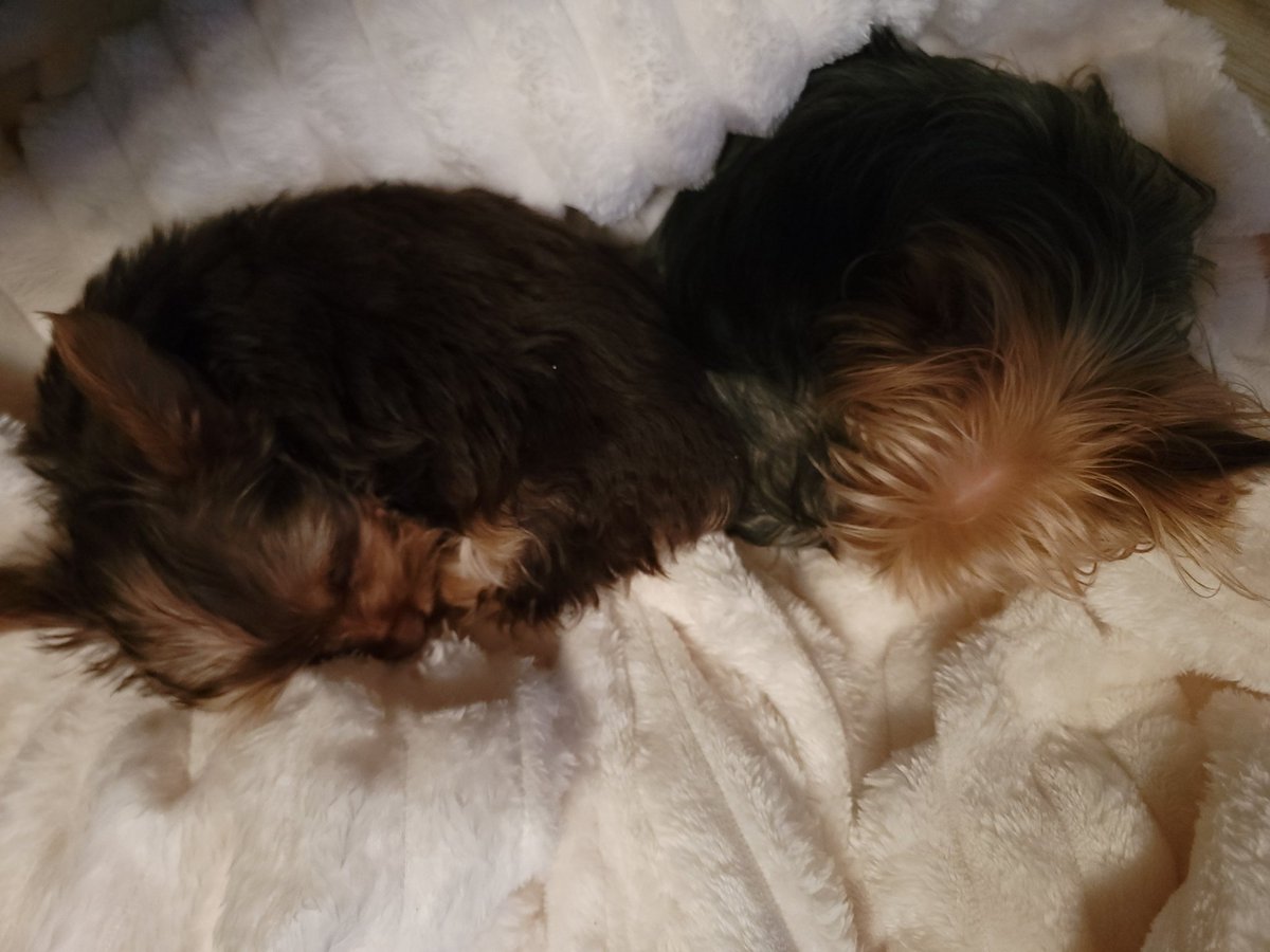 crippler81's tweet image. These two have grown to be almost inseparable at times. It took a couple of days, but they are thick as thieves now.