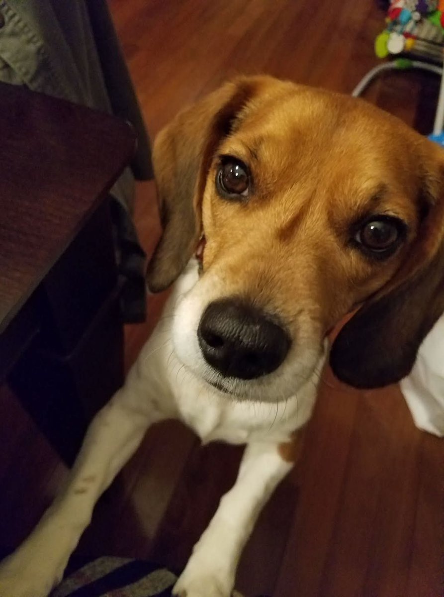 Had 2 memories pop up today of the misters 
😇🐶💙🐶😇