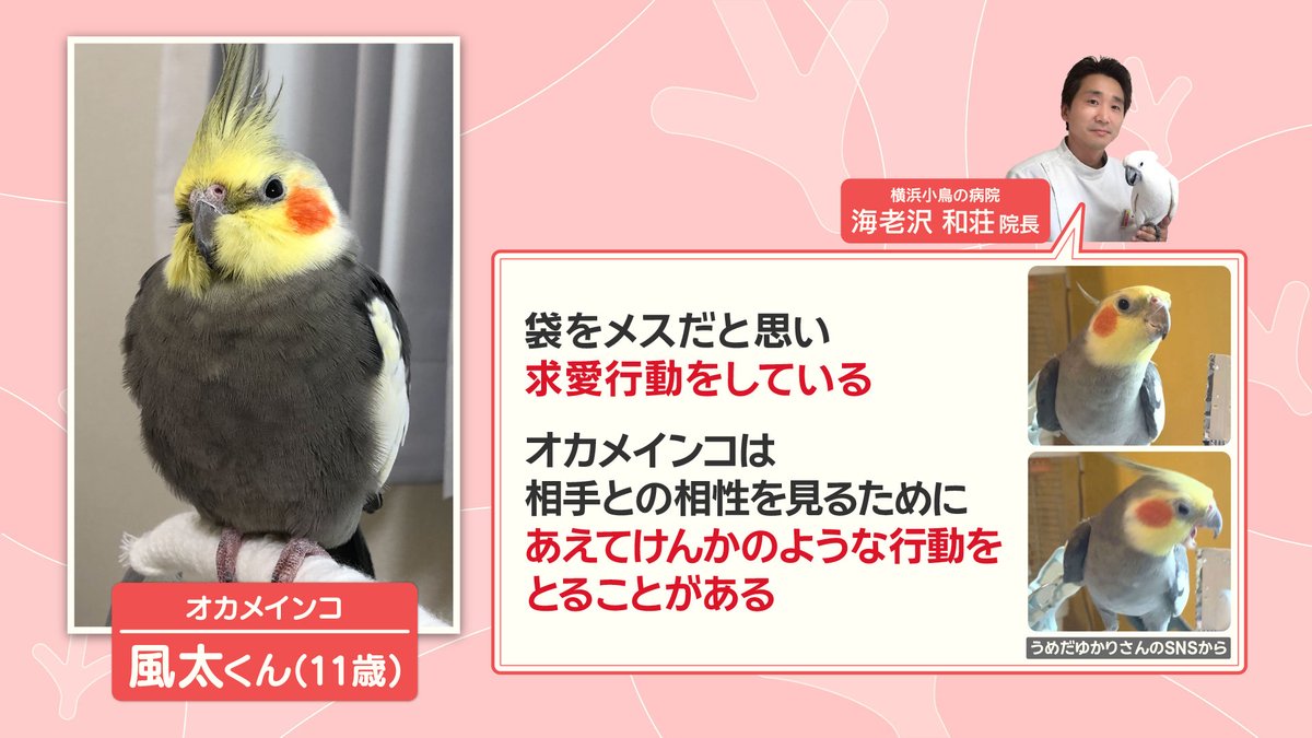 オカメインコ太郎様用 袋を攻撃していたのは、#オカメインコ の『風太くん』です。 風太くん