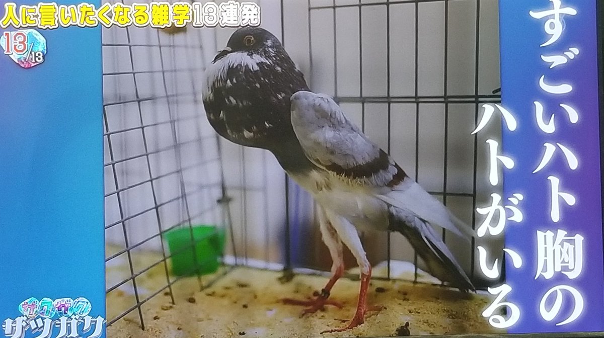 すごい鳩胸の鳩がいる 笑った🤣 #チャンハウス #ザクザクザツガク