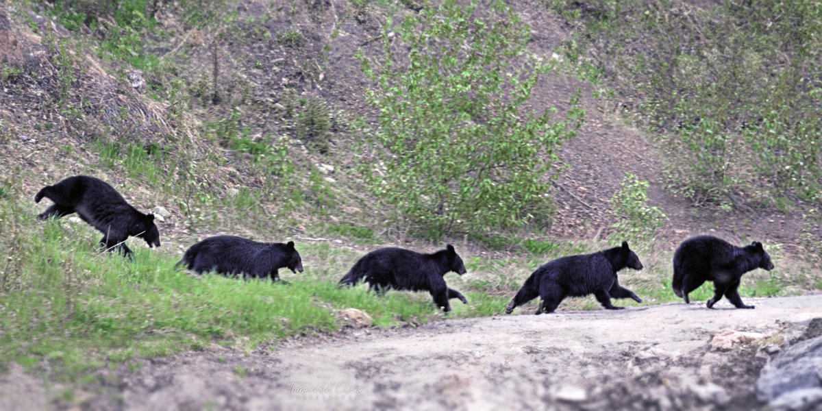 CalgaryObserver's tweet image. Captured this bear cub on the move in northern BC earlier this summer.
A reminder of how fleeting and magical wildlife encounters can be.
#WildlifePhotography #BlackBear #ExploreBC