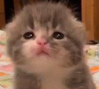 Mukanya kaya meng 🥺🐱