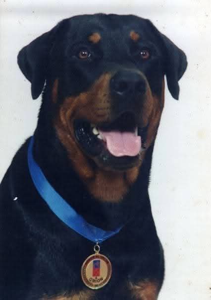 His bravery was recognized on Saturday, February 26, 2000, when he received the "Honor for Valor" medal.  This courageous canine hero passed away in December 2008 due to an intestinal illness.