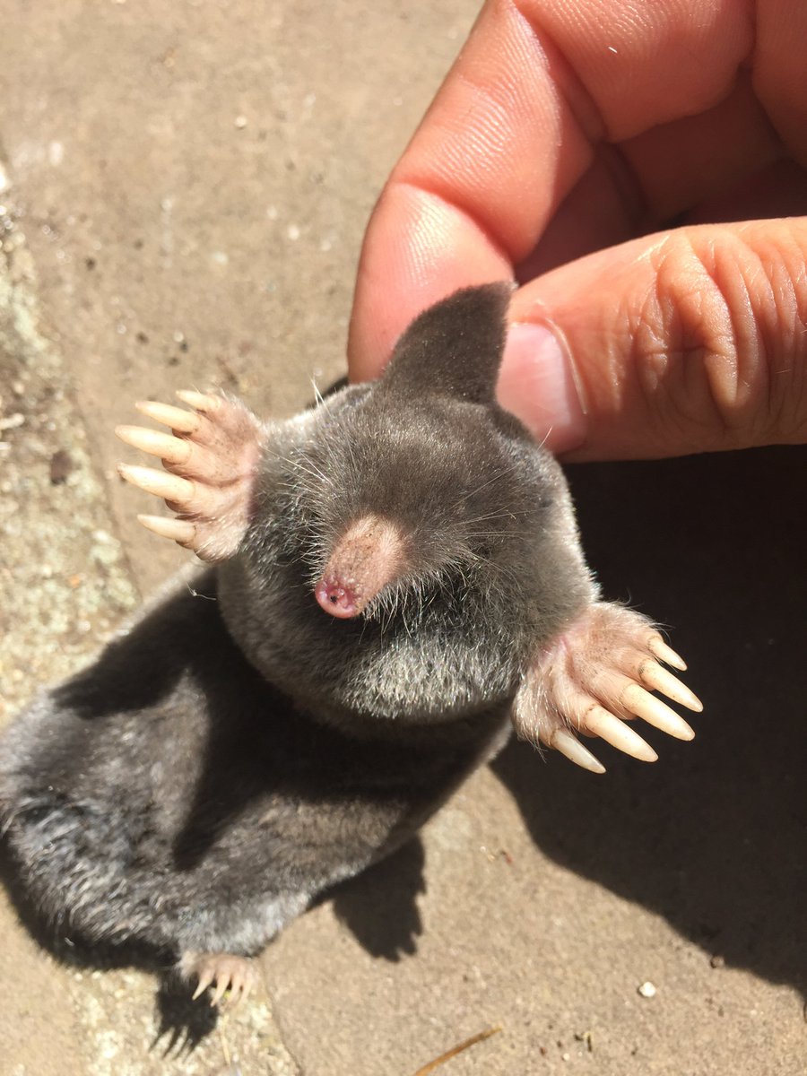 Popgoes The Weasel tweet media