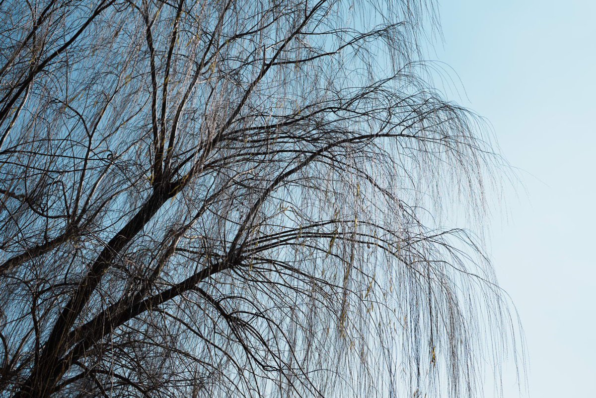 kurara7122's tweet photo. 50mm f1.2 GM 
ぷらぷら🚶散歩

----
⭐️レビュー出来ました。是非とも！！⭐️
　⇩
SONY FE 50mm f1.2 GM 
という「神レンズ」に浸る（実写レビュー）
https://t.co/6TMWwjyoNE…
----
※ #GOOPASS さんで
　サブスクレンタルです。

#sonygmaster #goopass #sony #gmasterlens #sonyfe50mmf12gm https://t.co/M035tK2rcf