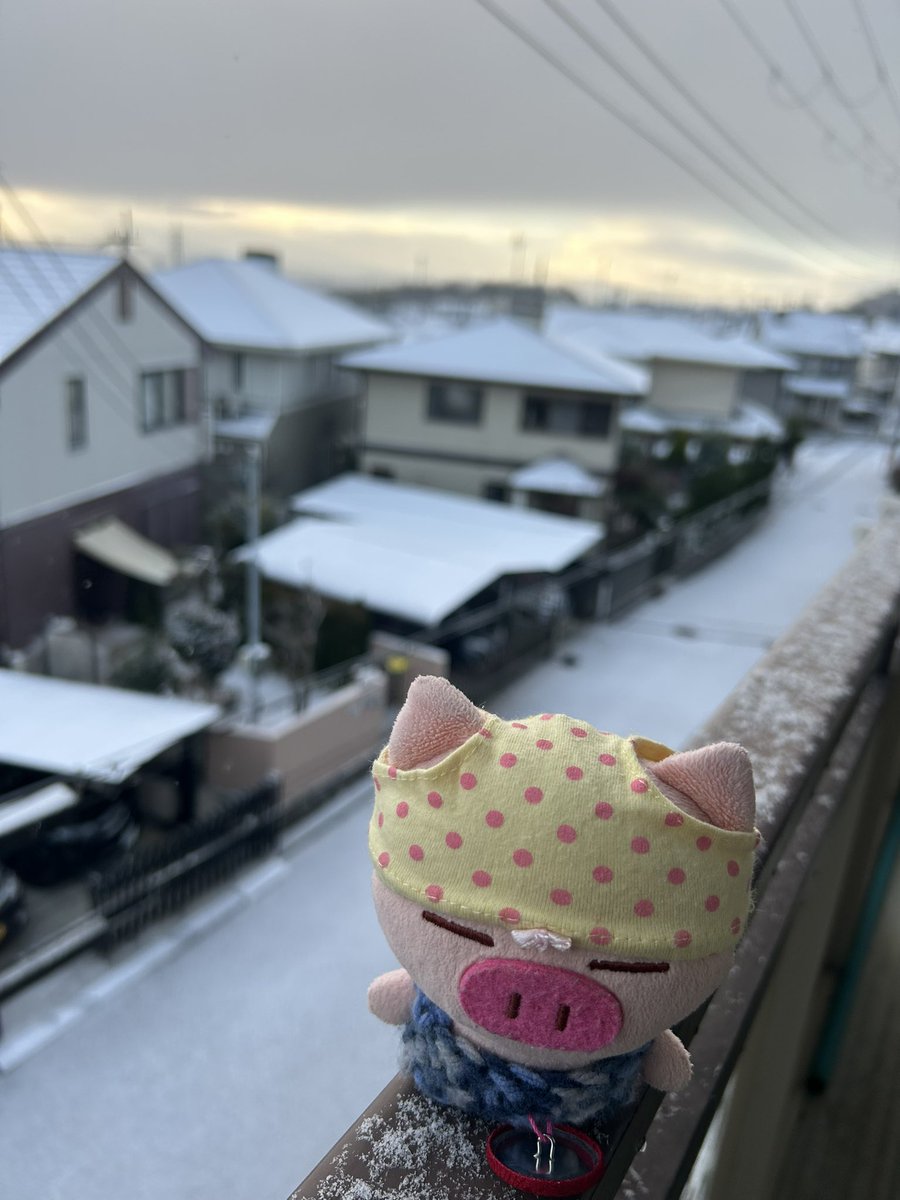 osafWikmbb5VVnK's tweet image. ぶたたーのみなさま
おはようございます🐽

オイラたち今日はお外に出られません🐽

あめたんが寒さのため写真がピンポケになったと言ってます🐽

現場からあめぱんがお伝えしました🐽

#ぶたた