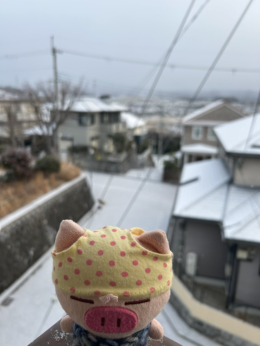 osafWikmbb5VVnK's tweet image. ぶたたーのみなさま
おはようございます🐽

オイラたち今日はお外に出られません🐽

あめたんが寒さのため写真がピンポケになったと言ってます🐽

現場からあめぱんがお伝えしました🐽

#ぶたた