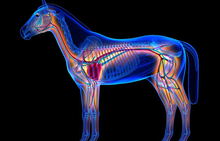 Losamanesracing's tweet image. El corazón de un caballo promedio pesa aproximadamente el 1% de su peso corporal. Un caballo de 453.5 Kg tiene un corazón que pesa 4.5 Kg. El corazón es capaz de bombear hasta 40 litros de sangre x minuto. En reposo un caballo sano: 28 a 40 latidos x minuto. #Caballo #Hipismo 🐴