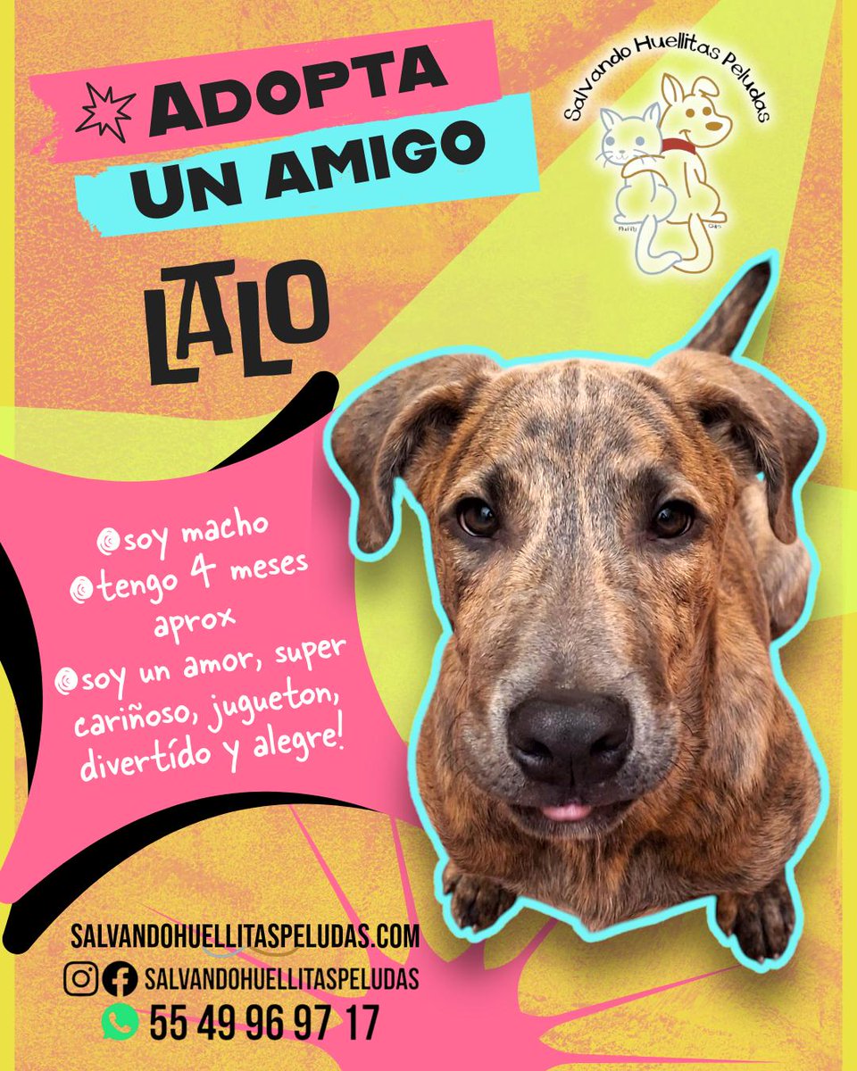 Comunidad: ¿Nos ayudan a compartir para encontrar un hogar para LALO?

Para más información escribir a SALVANDO HUELLITAS PELUDAS