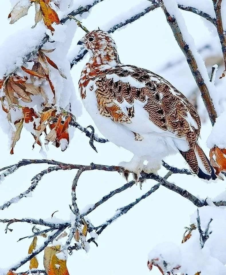 Camouflage!
Willow Ptarmigan(lagopus lagopus) 
 
📷: Anthony Madden ©️

#WINTER #NatureBeauty