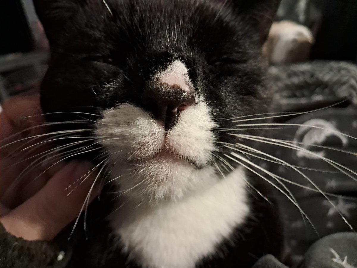 capt. pheo🪖💐 tweet media