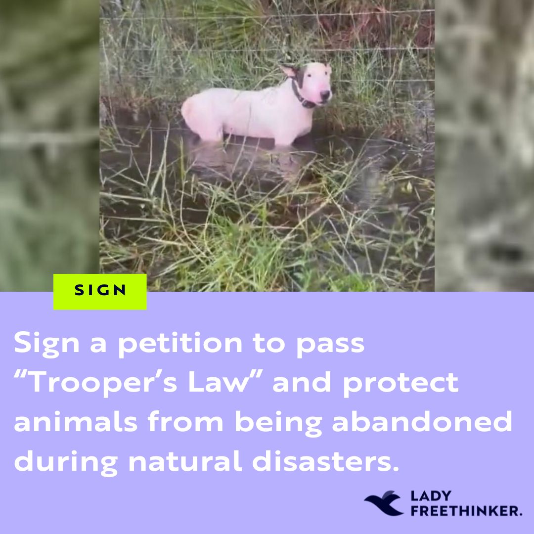 If you, like us, believe that #dogs should NEVER be abandoned and tied up during natural disasters, SIGN the petition to pass “Trooper’s Law” and crack down on such cruelty! 🐶 ladyfreethinker.org/sign-pass-troo…