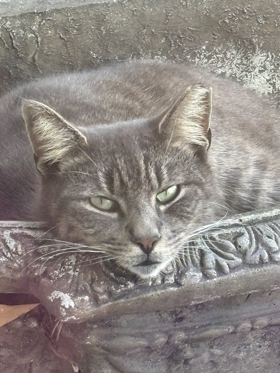 KarenDeGennaro's tweet image. My boy Gray #CatsOfX #cats #cutebaby #FridayFeeling