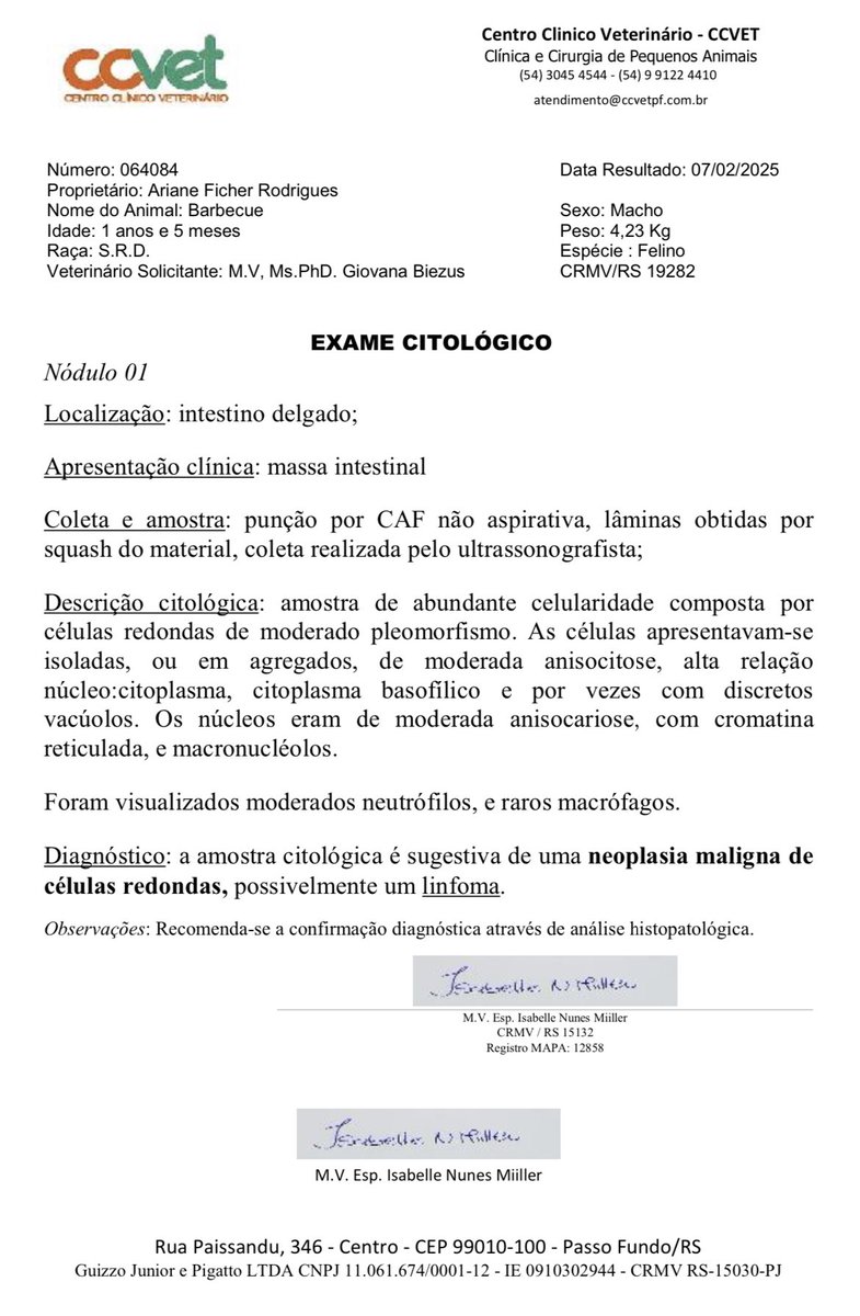 ProjetoMiaCasa's tweet image. Levamos Barbecue (um dos nossos gatinhos com FeLV) ontem pra emergência pq estava fazendo cocô com sangue. 🆘 Só UMA ÚNICA pessoa doou pra gente pra ajudar na consulta. UMA!!

Hoje saiu diagnóstico de LINFOMA. Não sabemos como vamos pagar quimioterapia se nem pagamos a CONSULTA😫
