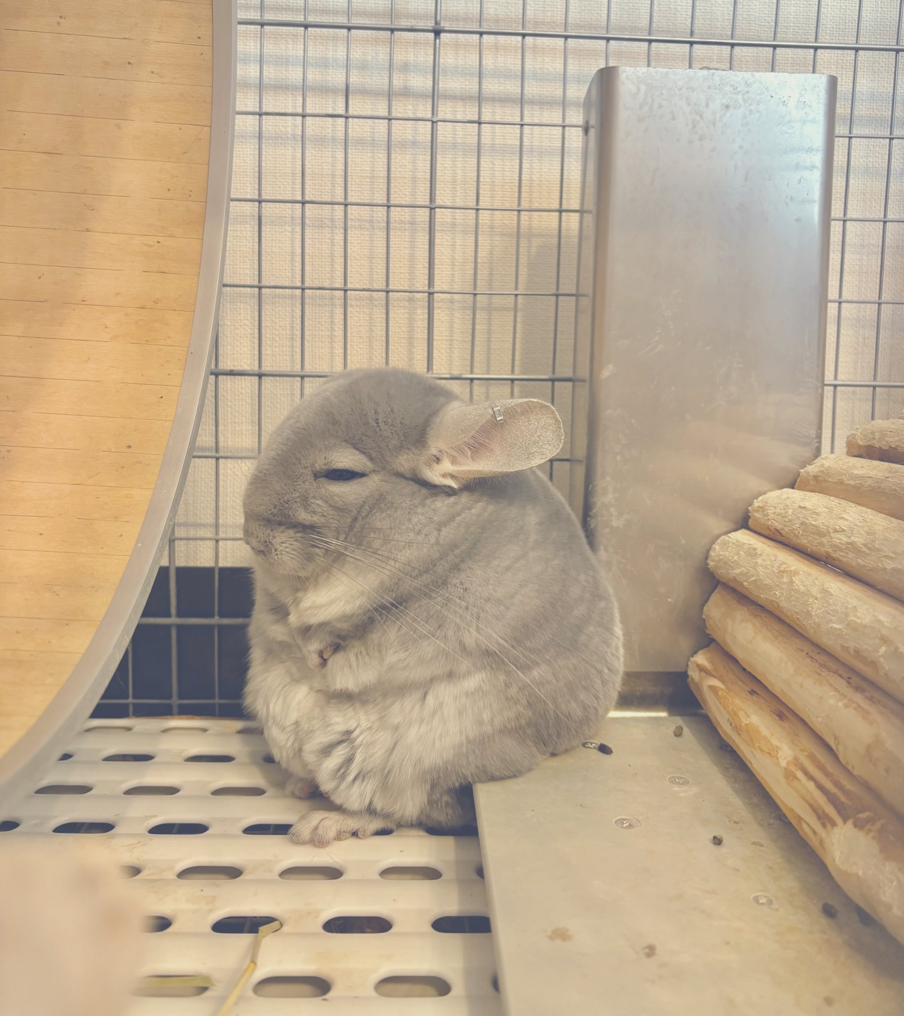 ザ・チンチラ: テンジクネズミの仲間の生態と飼い方 (ペット