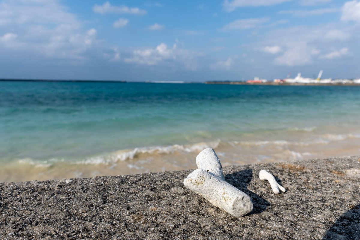 slowerjapan's tweet photo. ๐ธ Nikon Z fc with SIGMA 16mm F1.4 DC DN.
#MiyakoIsland #WinterBeach #JapanTrip https://t.co/BKiU06sfPf