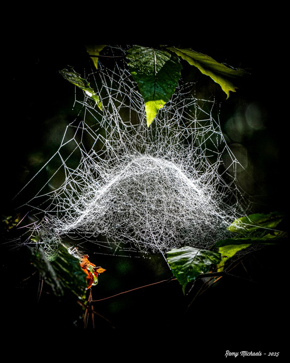remymichaels's tweet image. The Weave... Early morning. Mesmerized by the incredible beauty of Mother Nature... Did you know, that pound for pound, spider silk is stronger than steel and tougher than kevlar? #Fact 
@NightwishBand
🕷️🕸️📸🇨🇦
#AlgonquinPark #SpiderSilk #Macro
#Photography #OntarioParks #Canada