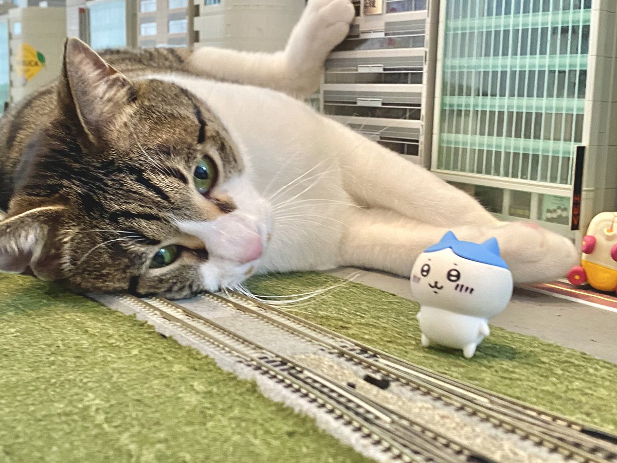 おぱおぱニャンニャン☀️ みんにゃ、布団から起きれたかにゃ？ 今日は