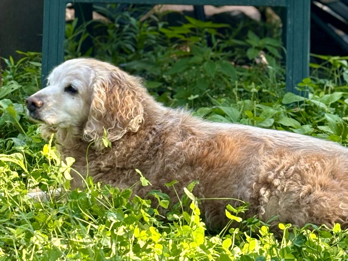 eephusasher's tweet photo. Popping in to share some sad news: We said goodbye to Red, our perfect dog, today. A few of you who got to know him are still here, and know that he was the sweetest boy ever. https://t.co/utKhv4cs3b