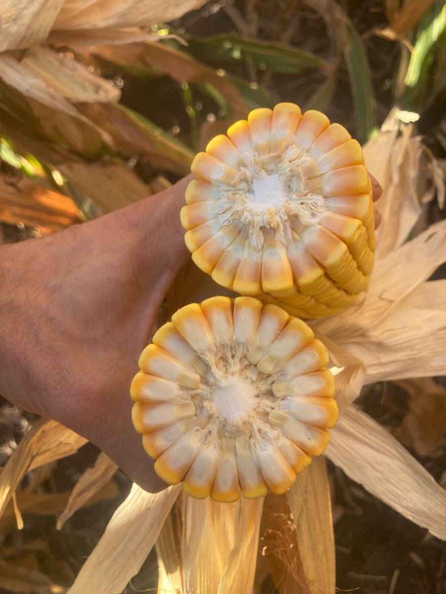 Juan Andrés Pirelli tweet media