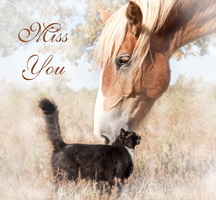 horseimage's tweet photo. https://t.co/SWCSnvS0Ic