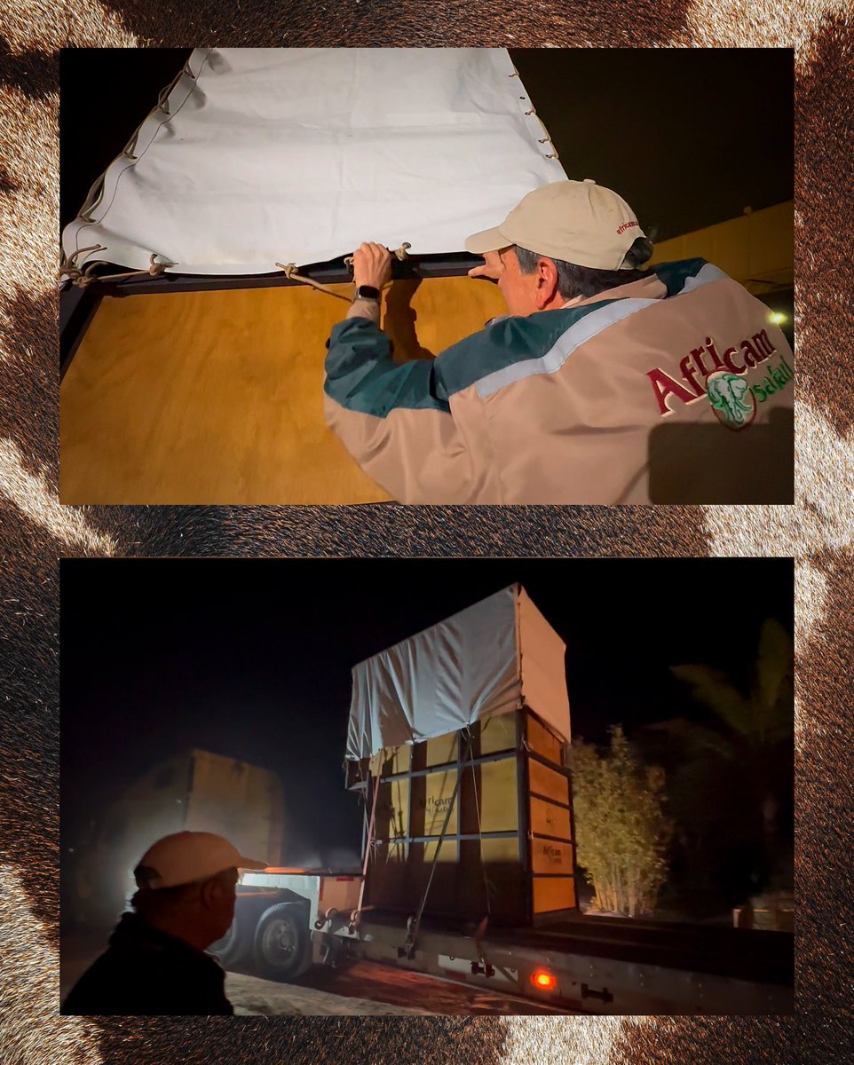 AfricamSafari's tweet photo. 🎬✨ ¡El viaje de Benito desde nuestros ojos!
Este 27 de febrero estrenamos un video documental, donde reviviremos muchos momentos del traslado de Benito. Una producción original de Africam Safari que nos hará recordar esos días llenos de esfuerzo, emoción y una sola misión: seguir protegiendo la vida silvestre.
📅 ¡No te lo pierdas en nuestras redes sociales!🦒💚