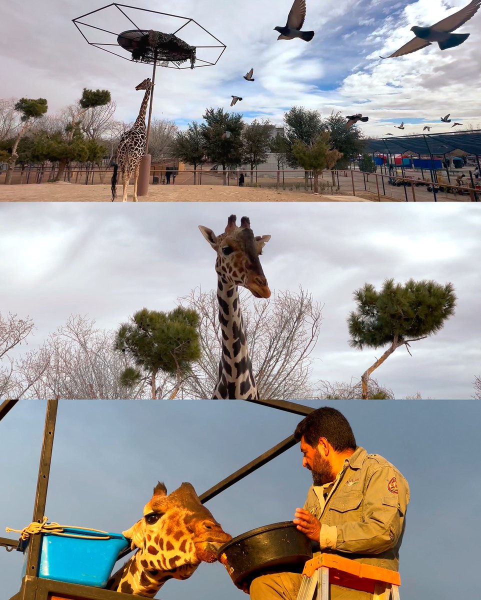 AfricamSafari's tweet photo. 🎬✨ ¡El viaje de Benito desde nuestros ojos!
Este 27 de febrero estrenamos un video documental, donde reviviremos muchos momentos del traslado de Benito. Una producción original de Africam Safari que nos hará recordar esos días llenos de esfuerzo, emoción y una sola misión: seguir protegiendo la vida silvestre.
📅 ¡No te lo pierdas en nuestras redes sociales!🦒💚