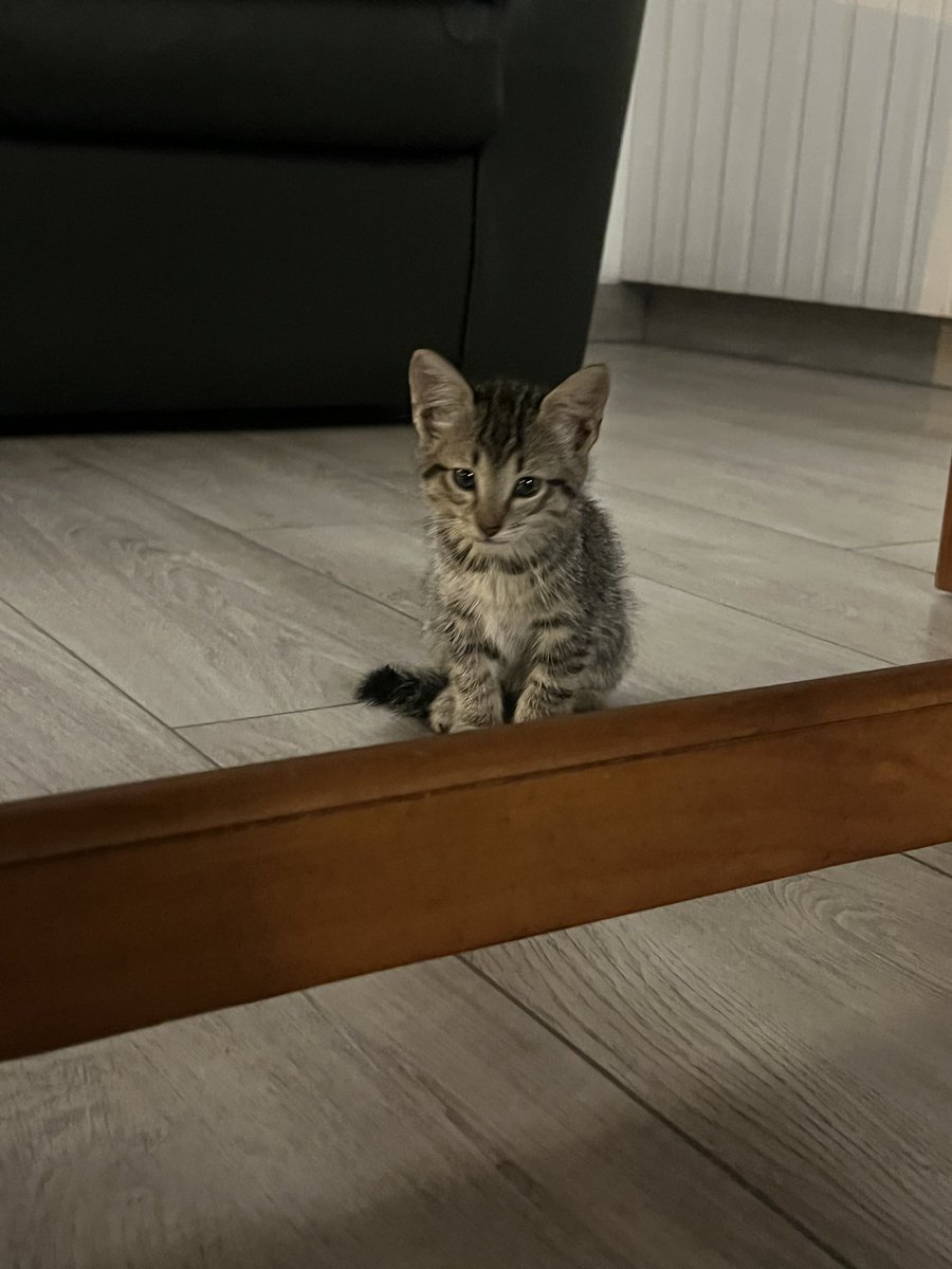 enpizzaplaneta's tweet photo. El sistema de adopción gatuna les pide su atención‼️🚨Acabo de pillar a este bebé en plena beni en la calle. Es un motorcito de amor el bebé mas cariñoso que he conocido😭❤️ Quien lo quiereeee???? https://t.co/pFhaqx5kMi